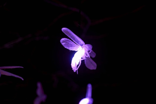 Maureen Coleman Detalhe de sua instalação "Firefly Lamp", ou Vagalume, em português, criado por ele em 2008, e reeditado para o evento. A peça conecta a fauna e flora do Brasil com as fábulas das fazendas dos Estados Unidos
