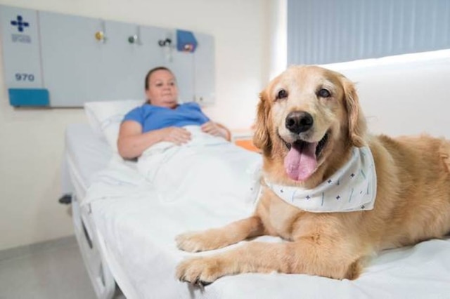 Divulgação/PUCRS No Rio Grande do Sul, os pets e seus tutores poderão ficar juntos em hospitais.
