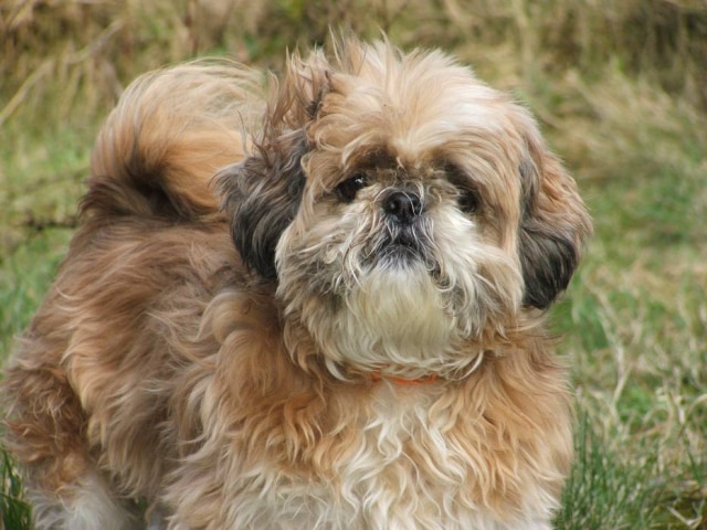 Pixabay Shih Tzu foi a segunda raça preferida dos brasileiros em 2019.