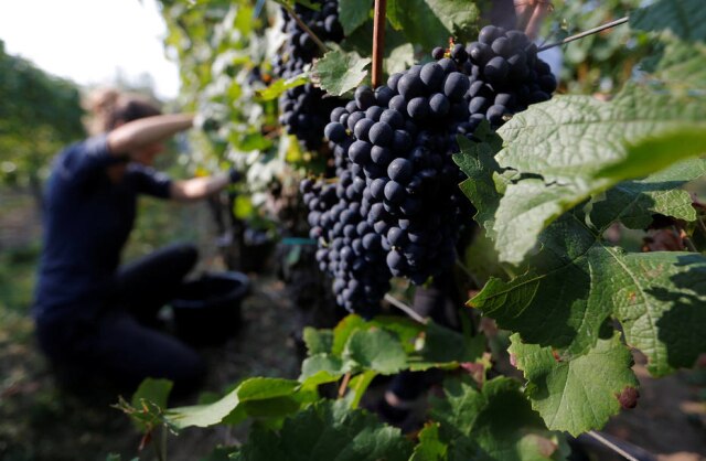 Vincent Kessler/Reuters Produção de pinot noir na região da Alsácia, na França
