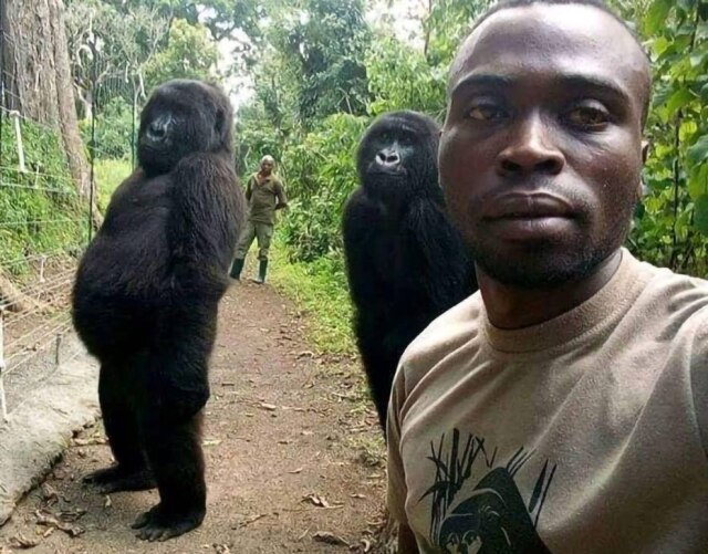 EFE/ Parque Nacional de Virunga A gorila Ndakasi ficou famosa em 2019 ao posar para uma selfie com outro primata na foto do guarda florestal Patrick Sadikial