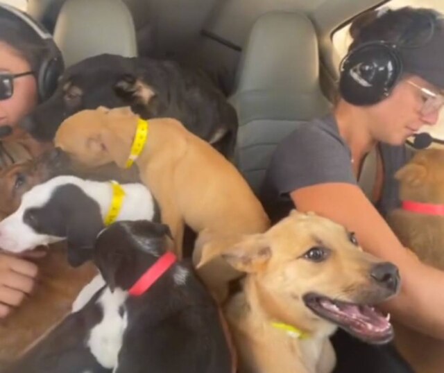 Reprodução TikTok / @cassventures Um voo de 45 minutos, do Alabama à Flórida, nos EUA, levou quatro pessoas e 27 cachorros