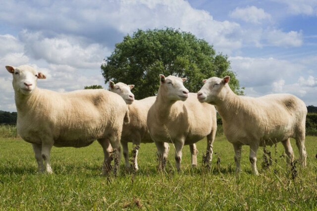 Universidade de Nottingham Cópias idênticas da ovelha Dolly pastam na Universidade de Nottingham, na Inglaterra, em julho de 2016.
