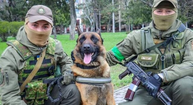 Twitter/ @ng_ukraine O cachorro Max aprendeu comandos em ucraniano e agora trabalha para as tropas do país