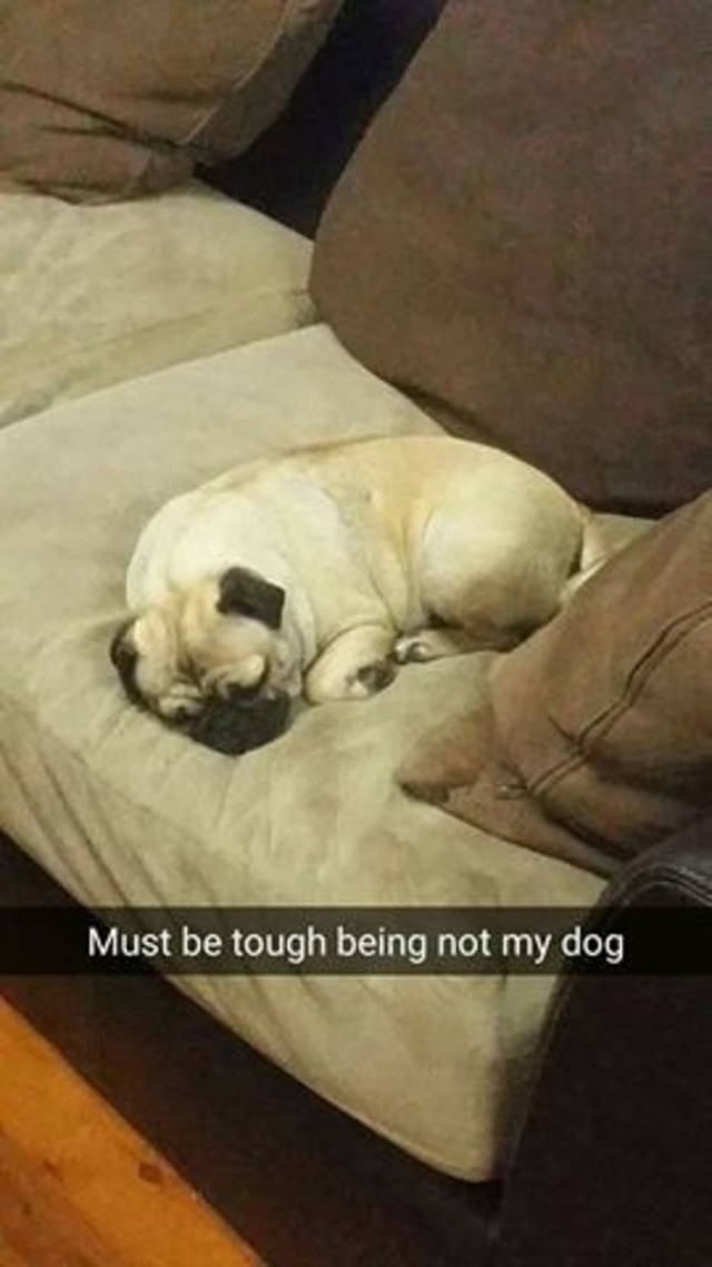 Reprodução/Facebook Deve ser duro não ser meu cachorro.