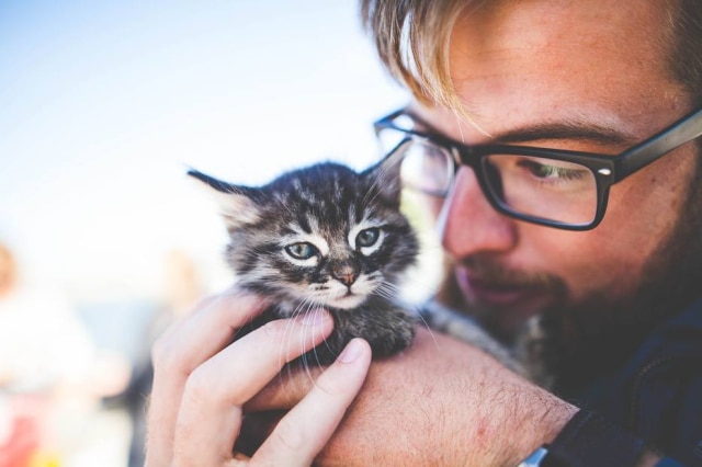 Pexels/ Pixabay Comida é o segundo estimulo ao qual gatos mais respondem