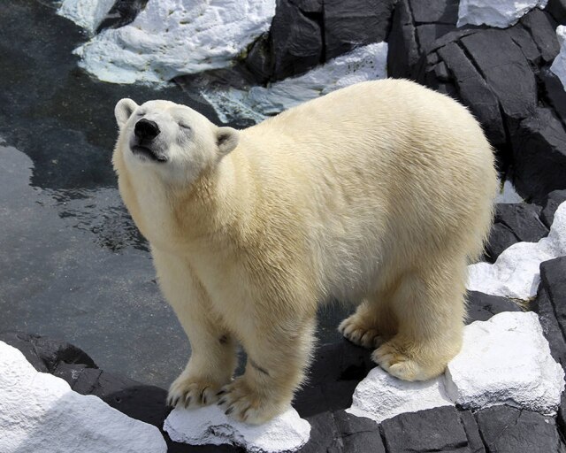 SeaWorld via AP Imagem de Szenja, a ursa polar que morreu aos 21 anos