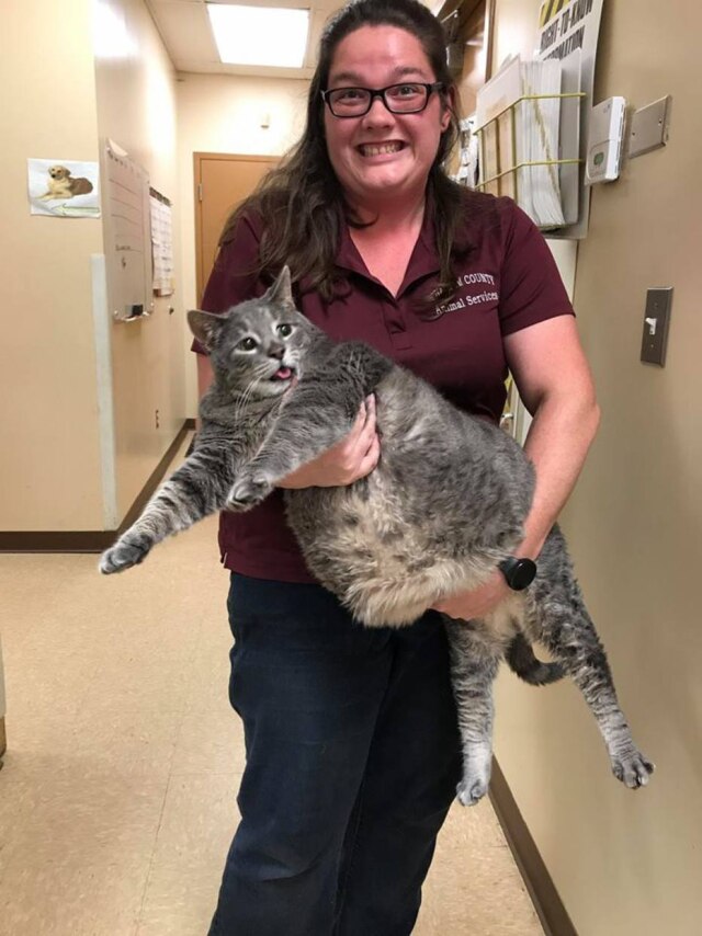 facebook.com/ccas27312/ Gato de 14 quilos, ainda sem nome, vai ser disponibilizado para adoção se o dono não aparecer.