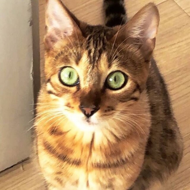 Instagram.com/animais_latino Valentino, novo animal de estimação de Latino.