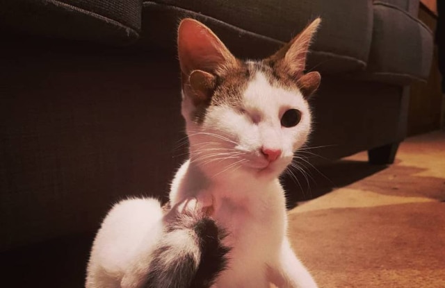 Instagram / @frank_n_kitten Frank leva uma vida normal hoje e interage com os outros animais do seu lar.