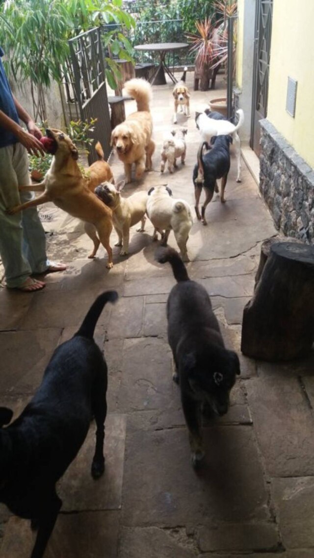 Divulgação/Ossos do Ofício Cães recebem carinho enquanto brincam na creche 'Ossos do Ofício', na Vila Mariana, em São Paulo.