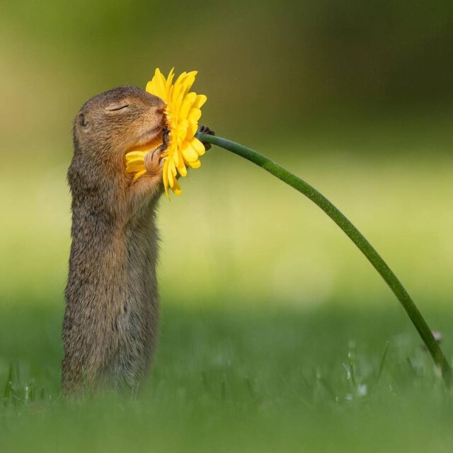 Instagram/@dickvanduijn Dick van Duijn publicou uma sequência de fotos que mostra o esquilo começando a se aproximar da flor até finalmente cheirá-la.