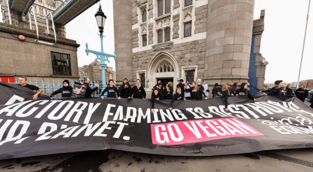 Jo-Anne McArthur Phoenix ajudou a estender um cartaz na Ponte da Torre de Londres, criticando fazendas industriais e incentivando o veganismo