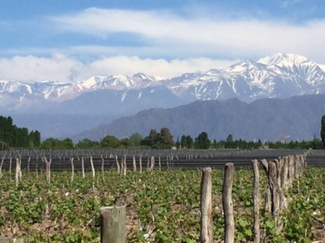 Divulgação Parreiral velho. Vinhedos da Spielmann em Luján de Cuyo, Mendoza