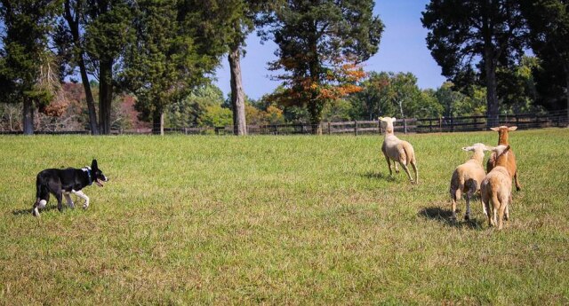 Pixabay Cão de pastoreio levou ovelhas para dentro de casa na Inglaterra.