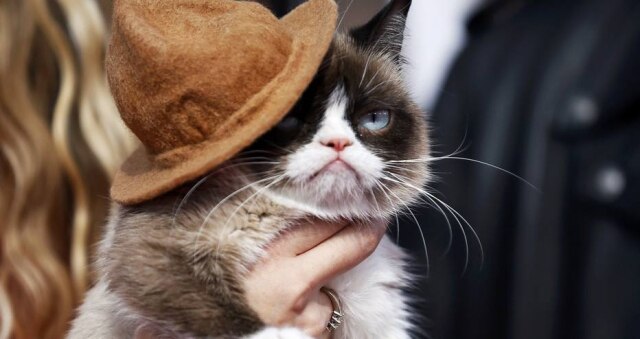 Danny Moloshok / Reuters Grumpy Cat virou um fenômeno da internet em 2012