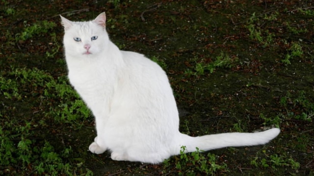 Divulgação/Study.EU Buttons, o gato que vive no campus da Universidade de Aberdeen, foi escolhido o felino mais bonito em universidades da Europa