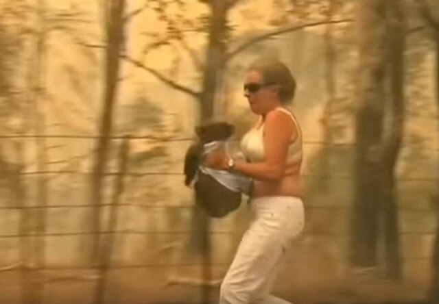 Reprodução/VOA News Coala resgatado em incêndio na Austrália.