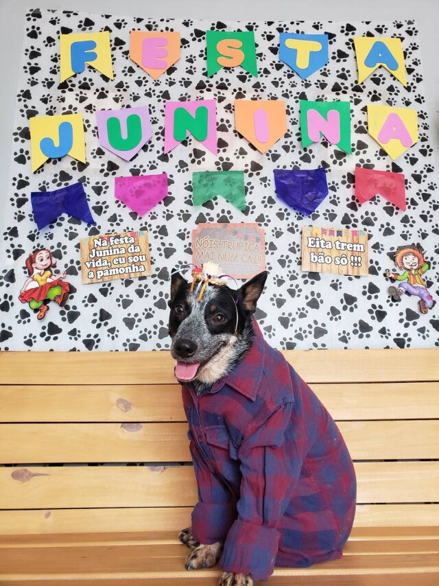 Divulgação/DogHero Se você tiver um caixote de madeira, pode improvisar um 'banco de praça' para fazer parte do cenário