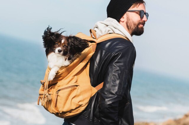 FreePik Respeitar os limites do pet e ter paciência na adpatação ao novo lugar são algumas dicas que a consultora comportamental de cães e gatos, Luiza Cervenka, dá sobre viagem com pets.