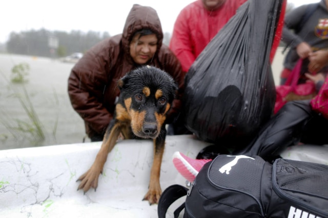 Jonathan Bachman / Reuters Cachorro é resgatado após furacão Harvey