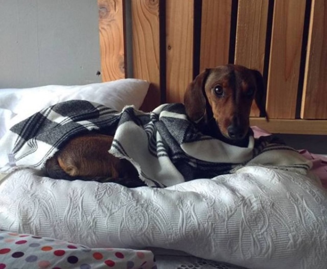 Instagram/@cavieresjanis O cãozinho Gaspar passou seis dias desaparecido após escapar de compartimento de bagagens de avião.