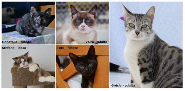 Divulgação/ Catland Gatinhos da ONG Catland disponíveis para adoção no Clube Homs, em São Paulo.