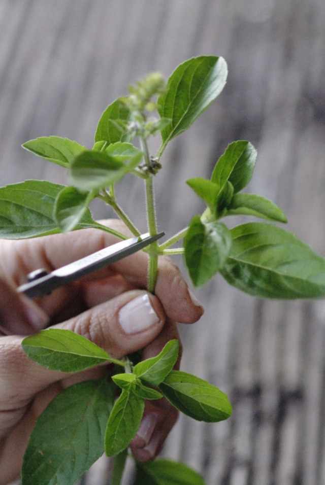 pinterest/viveirosabordefazenda.wordpress Podas periódicas aumentam a vitalidade das plantas