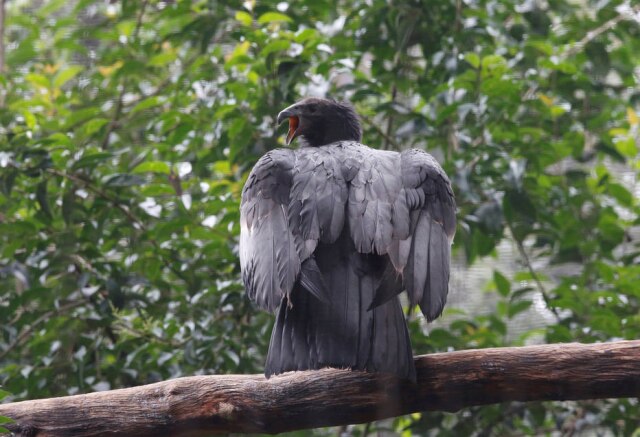 REUTERS/Henry Romero Condor da Califórnia nascido em cativeiro na Cidade do México em 2017.