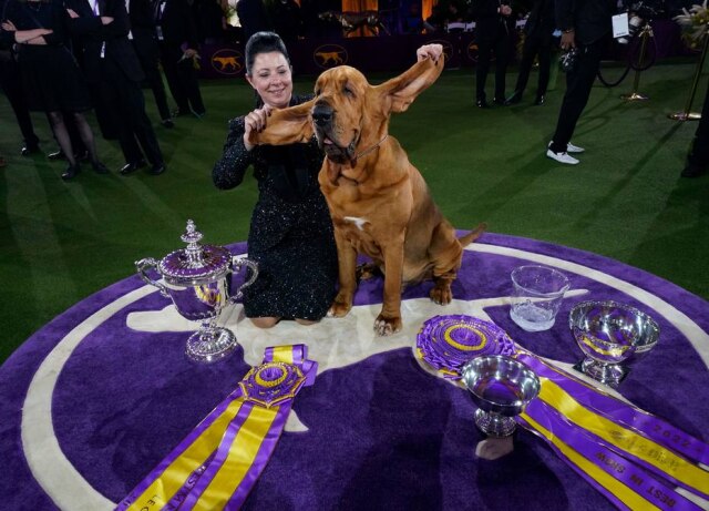 Timothy A. Clary/AFP Trumpet, da raça bloodhound, venceu o Westminster Kennel Club.