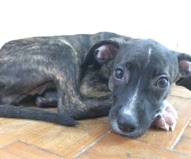 Acervo pessoal Prada foi adotada por Isabele há menos de um mês
