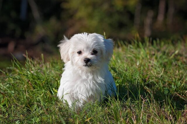 Pezibear/ Pixabay Rapper testou o efeito em cães de um abrigo