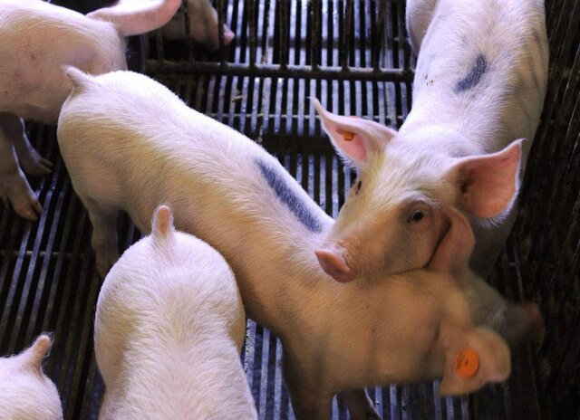 Dave Kaup/Reuters Grupo de vinte porcos tinha 18 machos e duas fêmeas