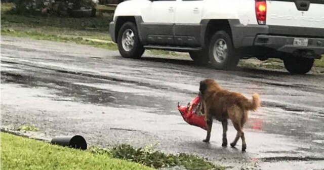 Facebook Tiele Dockens O cão Otis foi flagrado em Sinton, uma das cidades atingidas pelo furacão Harvey