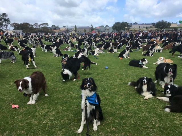 Facebook/bordercollierecord Grupo reuniu 576 cães da raça border collie na Austrália.