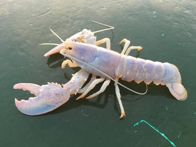 Facebook/mike.billings.50 Pescador americano pegou rara lagosta albina.