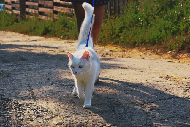 Dids/Pexels Gatos podem ser acostumados a usar coleira.