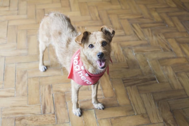 Mô Bertuzzi Mel e Thor são os nomes preferidos dos brasileiros para 'batizar' seus cães; Nina e Tom são os mais escolhidos para gatos.