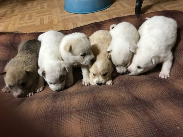 Facebook / Red Lake Rosie’s Rescue Os seis filhotes resgatados de um buraco na neve