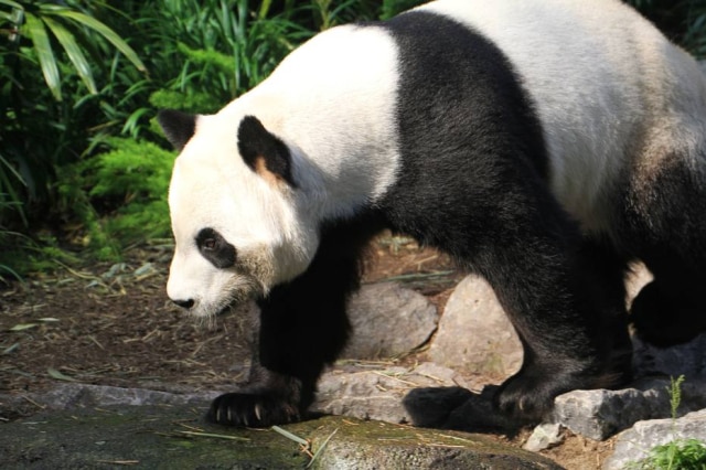 Calgary Zoo / Handout via Reuters Urso panda