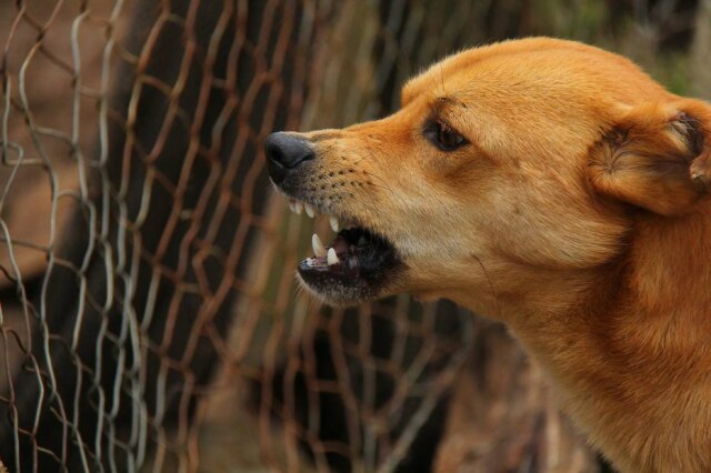 Pixabay É mais fácil educar um cão enquanto ele é filhote do que quando estiver mais velho