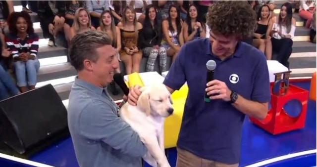 Reprodução/ Globo Guga recebe o filhote de labrador de Luciano Huck no 'Caldeirão'
