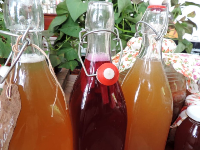 Neide Rigo/Estadão Kombucha básico