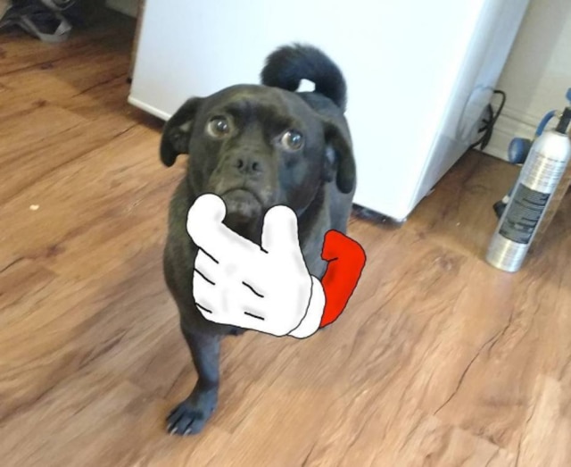 https://www.instagram.com/mydogbradley/ Em um Instagram, os donos de Bradley compartilham fotos dele com um braço desenhado, cada vez fazendo algo diferente