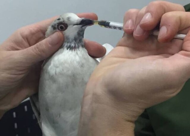 Facebook/isismusial Pombo 'Rogerinho' foi resgatado com vida após se machucar