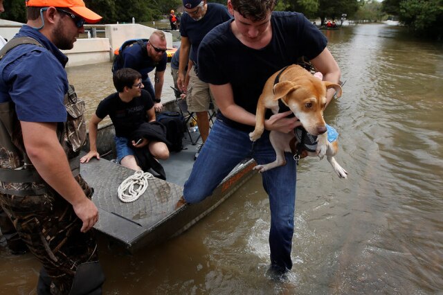 Carlo Allegri/Reuters Diversos cachorros estão sendo resgatados no Texas, após passagem do furacão Harvey