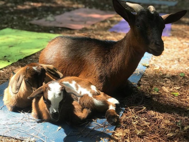 Facebook/redwagongoats A cabra Tassi com os filhotes Sue Anna e Storm.
