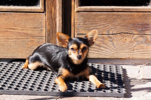 Pixabay Cachorro ajudou dona a entrar em casa. Imagem ilustrativa.