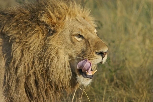 A group of Lions devoured at least three hunters in South Africa. 