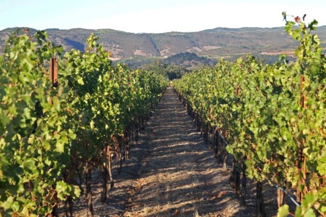 Seth Kugel|The New York Times Paisagem de Napa Valley, na Califórnia.